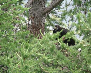 Aiglon sur son aire dans un mélèze