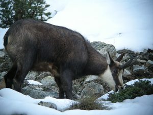 Chamois se nourrissant de Genévrier...