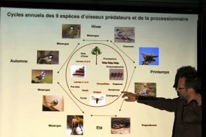 Diaporama sur les chenilles processionnaires...