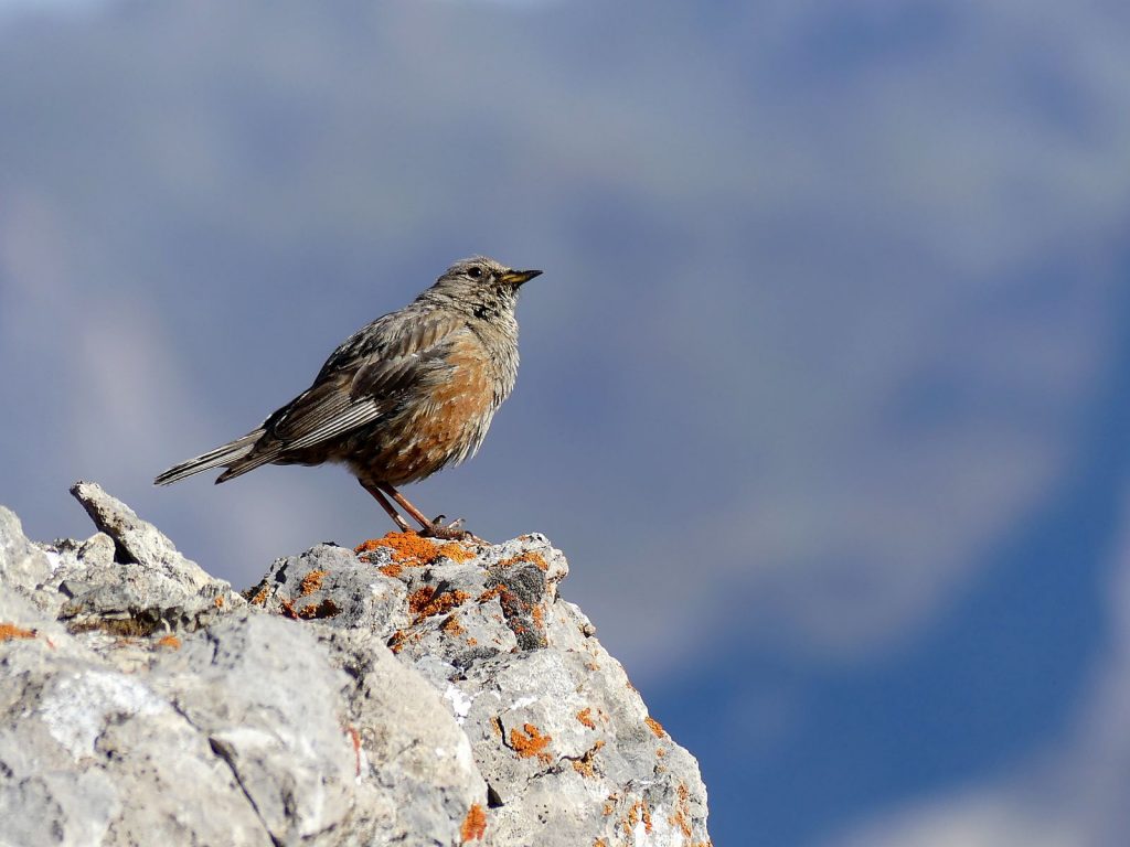 rencontre-avec-quelques-oiseaux-en-montagne-olivier-eyraud