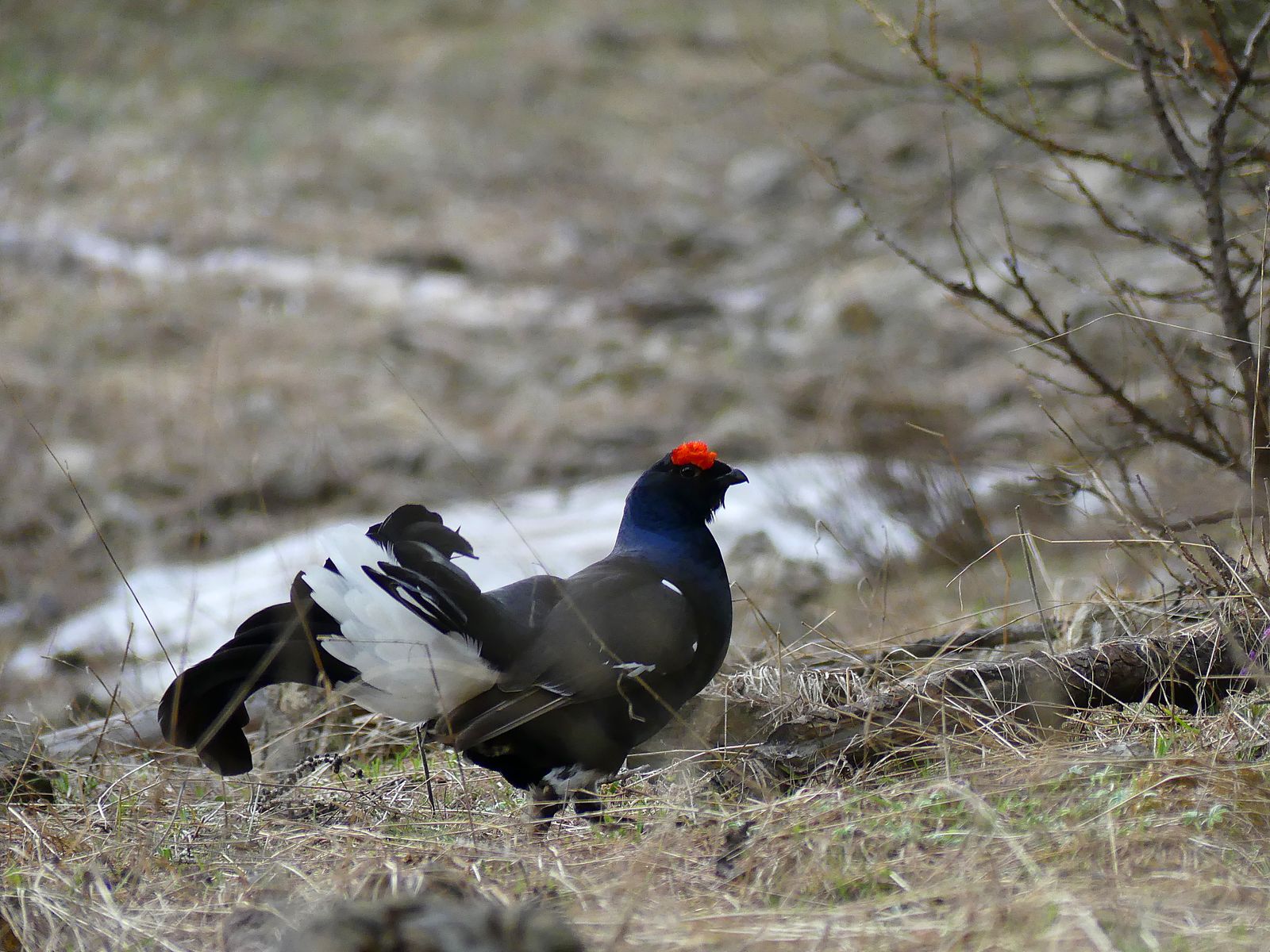 Stage Ornitho Et Nature Hautes Alpes Olivier Eyraud Guide